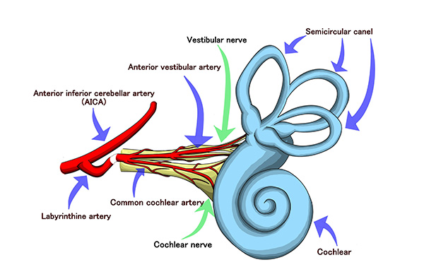 inner ear